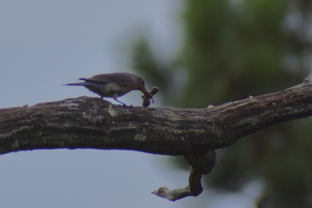 Eastern Bluebird - ML638912326