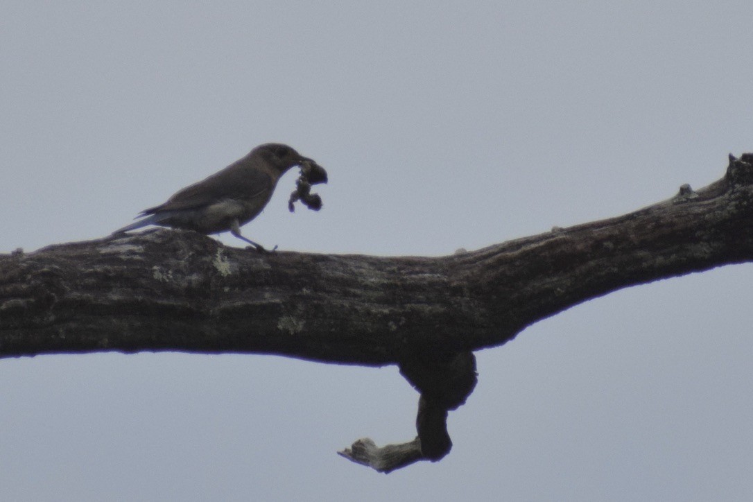 Eastern Bluebird - ML638912327