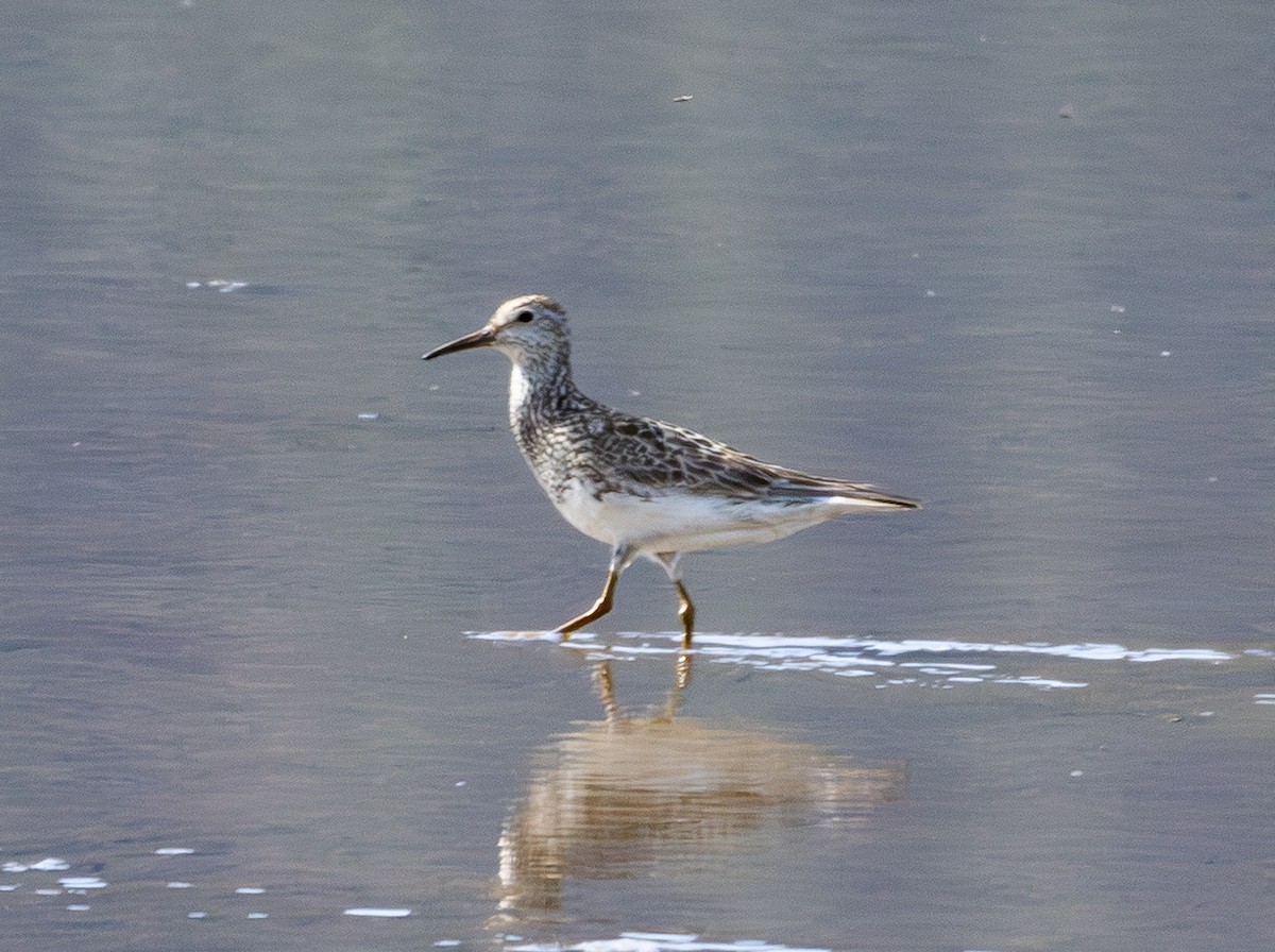 Graubrust-Strandläufer - ML638912341
