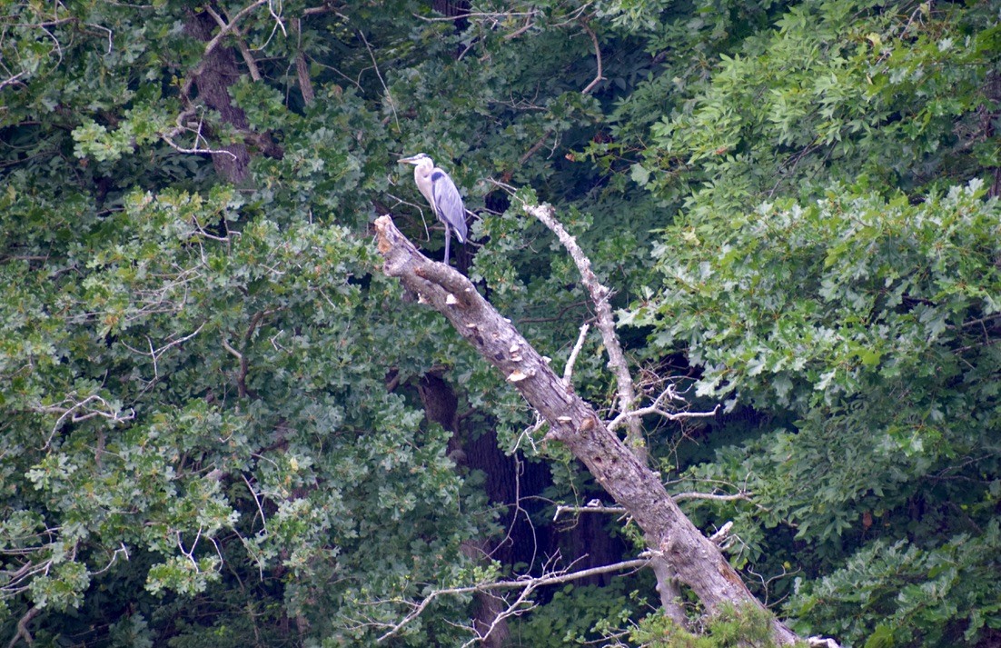 Great Blue Heron - ML638912343