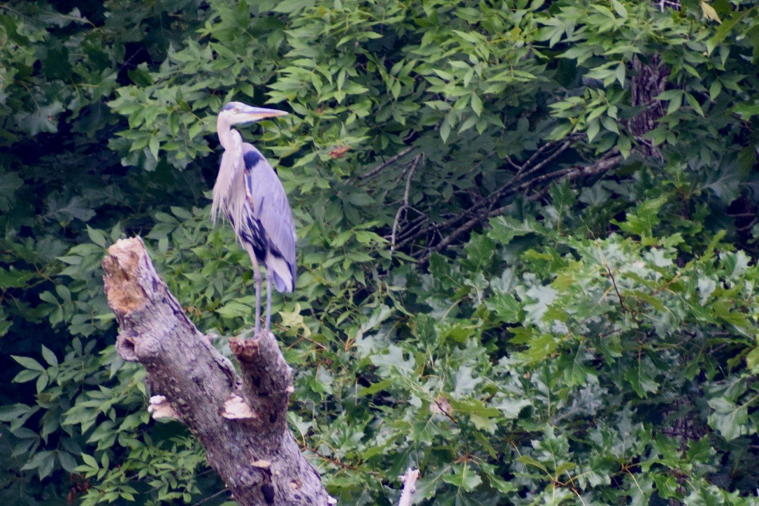 Great Blue Heron - ML638912344