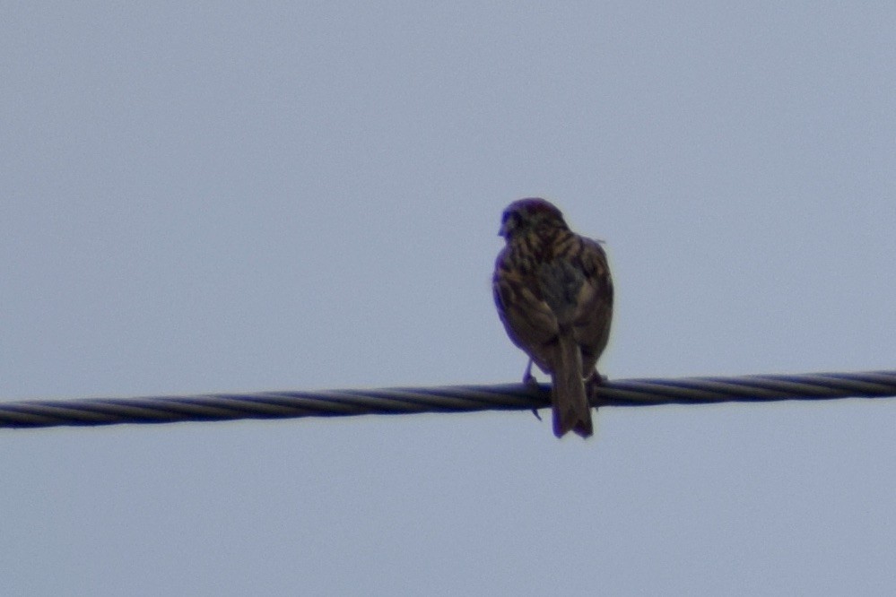 Chipping Sparrow - ML638912352