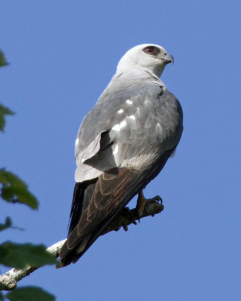 Mississippi Kite - ML638912371