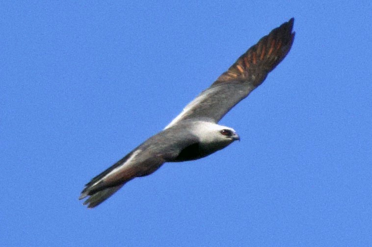Mississippi Kite - ML638912372