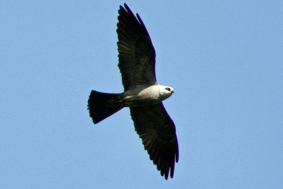Mississippi Kite - ML638912373
