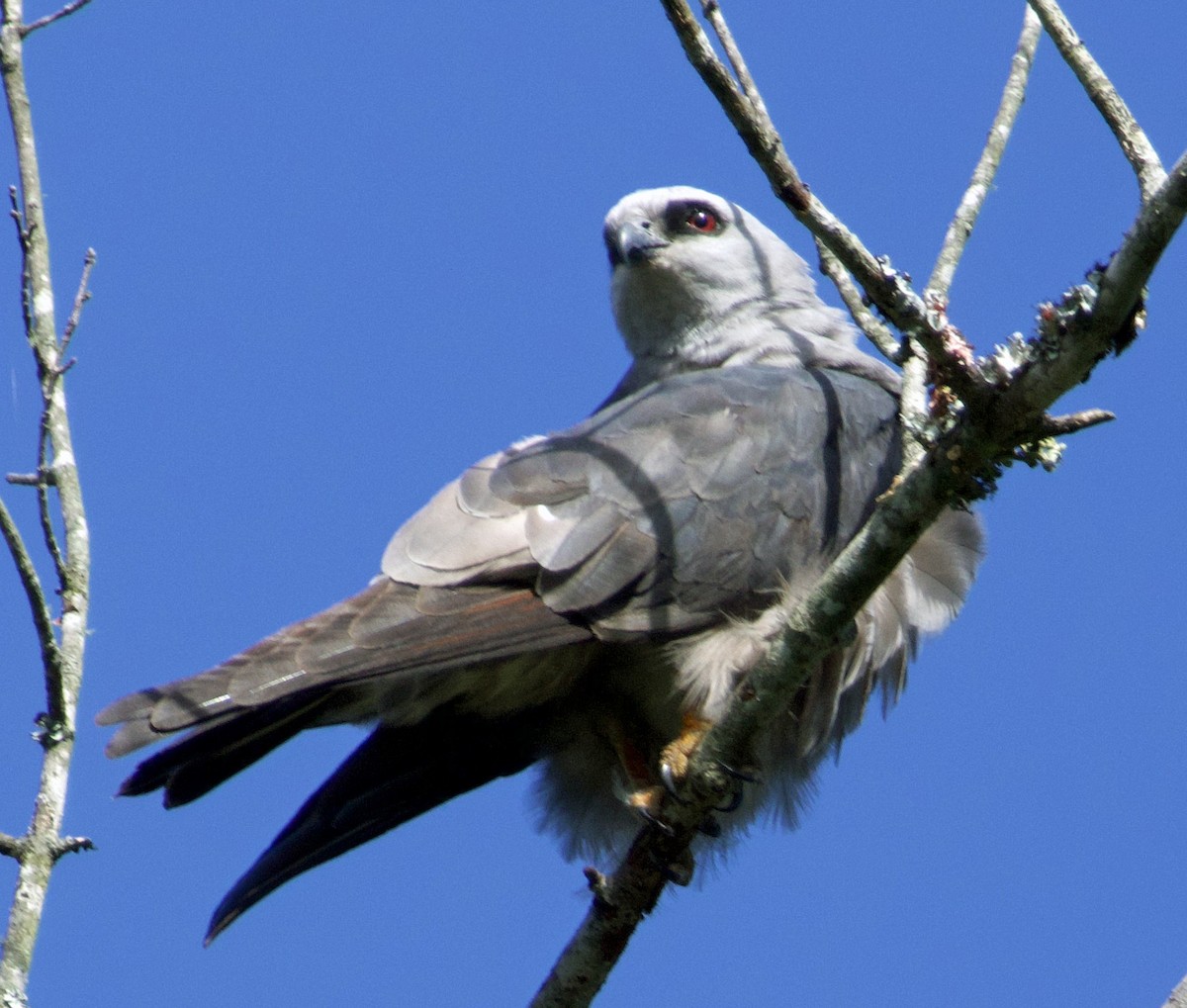 Mississippi Kite - ML638912374