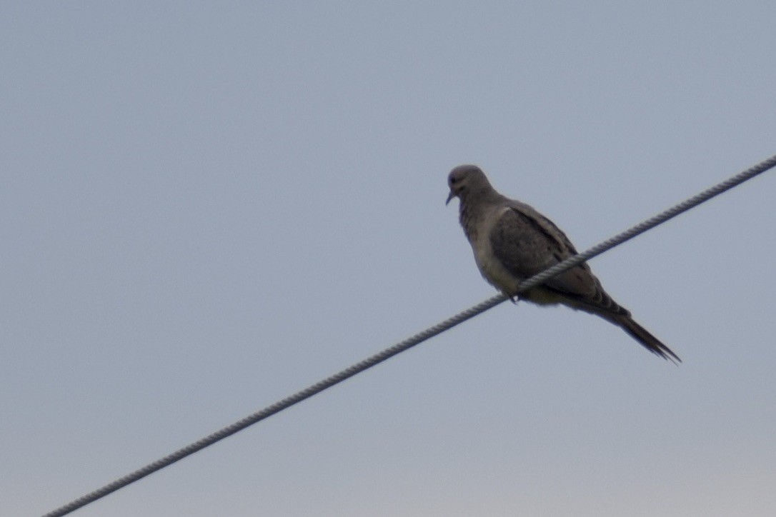 Mourning Dove - ML638912392
