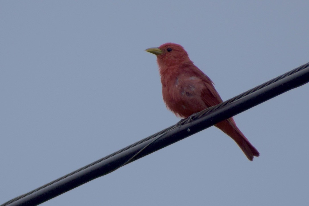 Summer Tanager - ML638912404