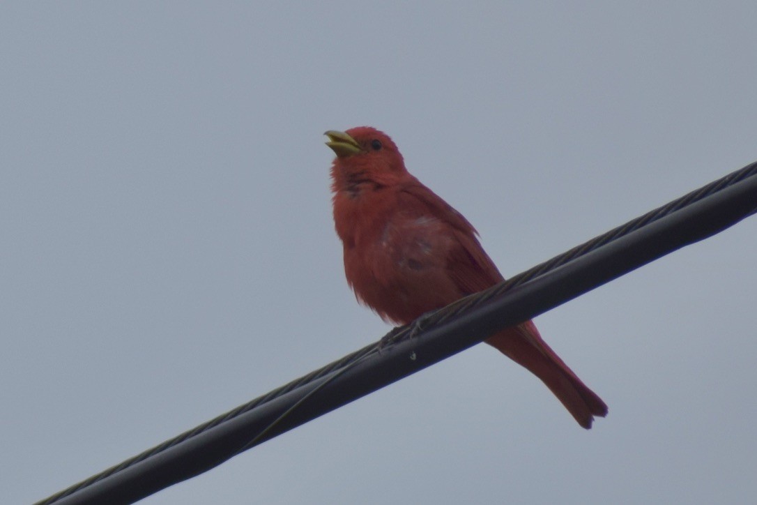 Summer Tanager - ML638912405