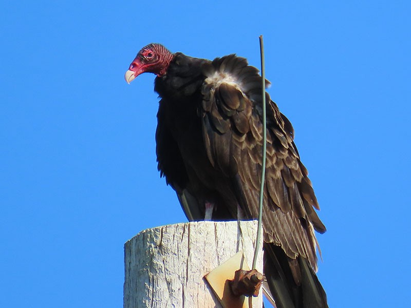 Turkey Vulture - ML638912445