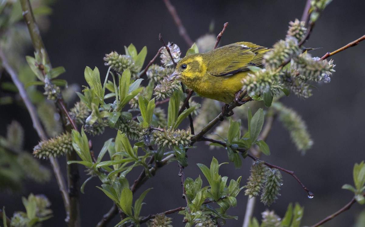 Tibetan Serin - ML638912459