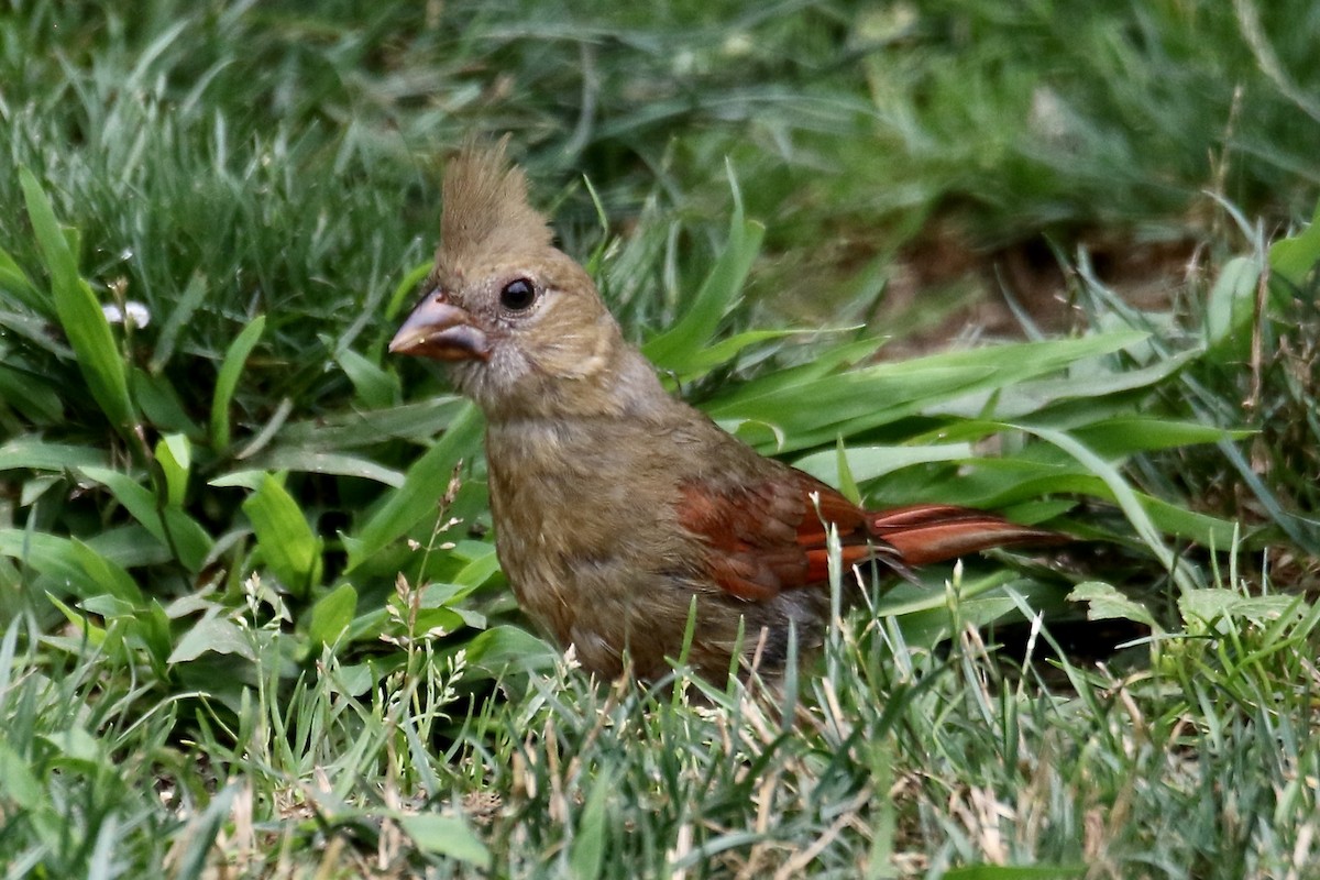 Northern Cardinal - ML638912460