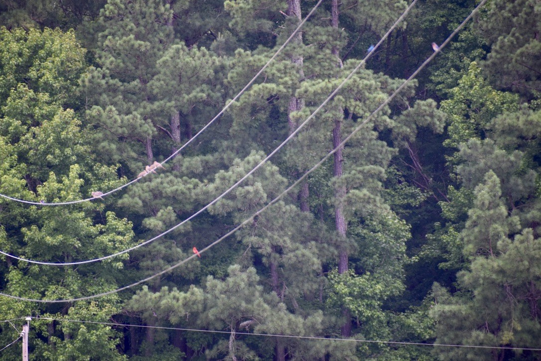 Mourning Dove - ML638912470