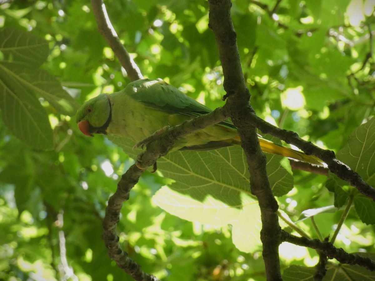 Rose-ringed Parakeet - ML638912719