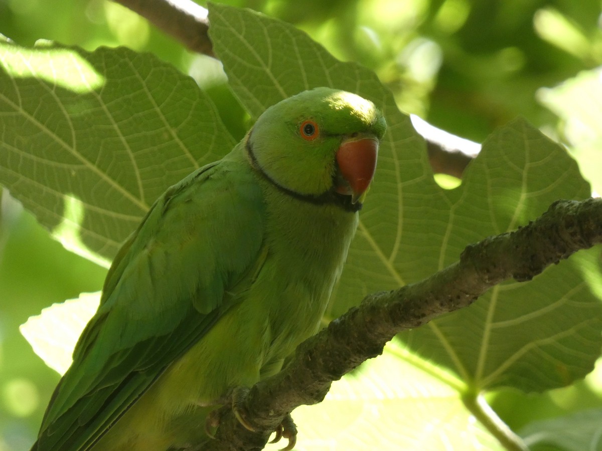 Rose-ringed Parakeet - ML638912720