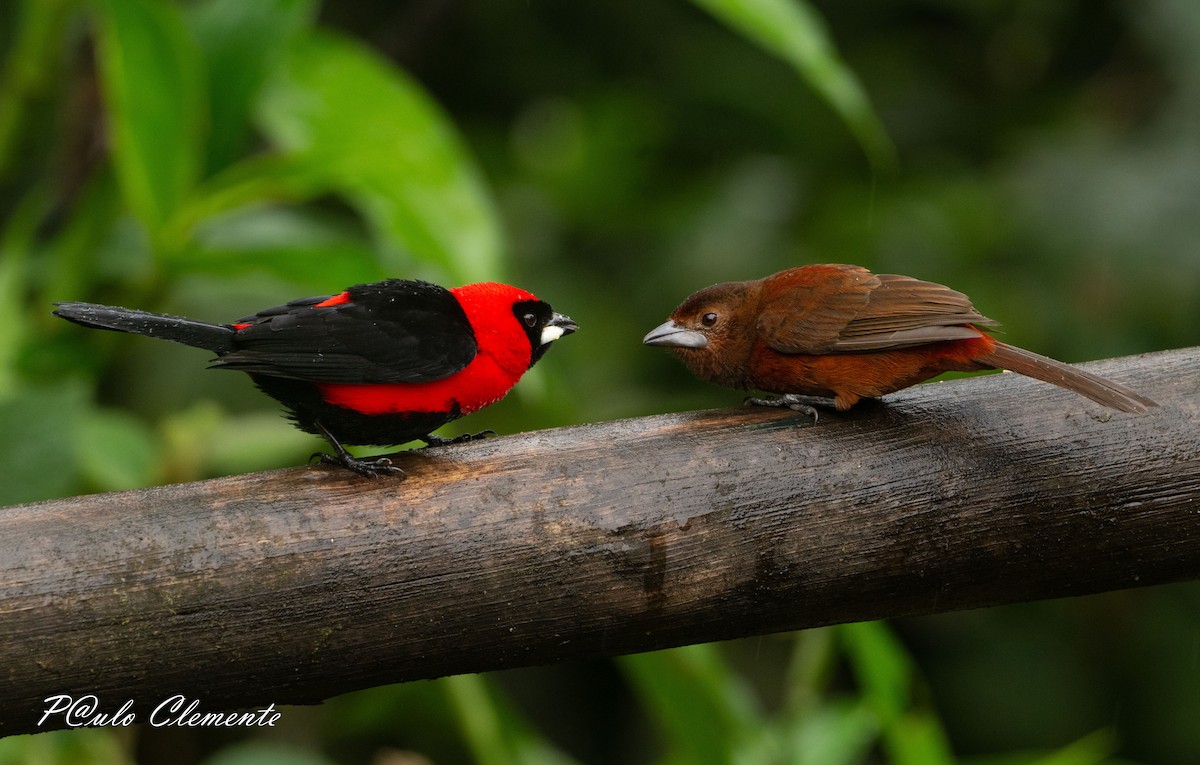 Silver-beaked Tanager - ML638912749