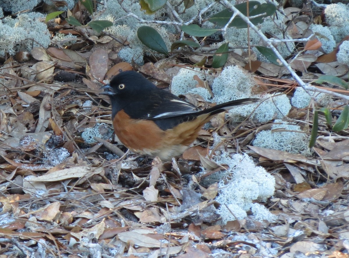 Eastern Towhee - ML638912751
