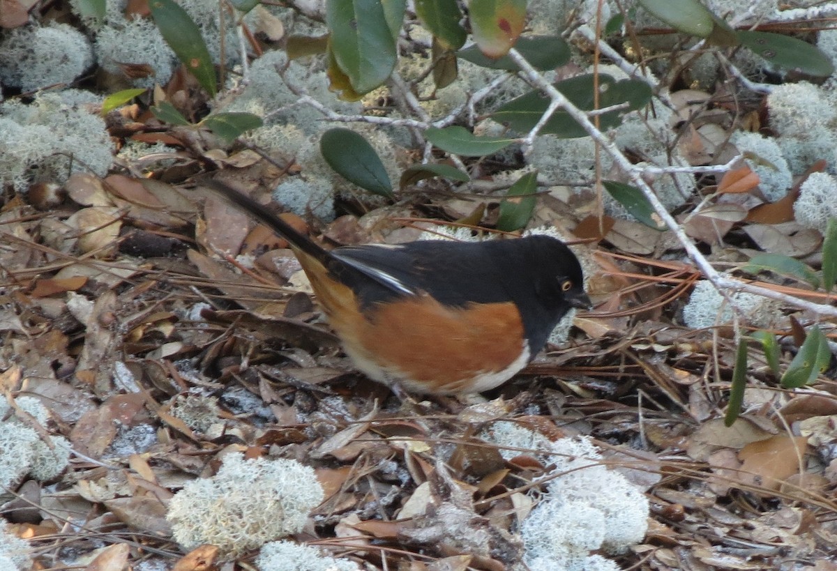 Eastern Towhee - ML638912752