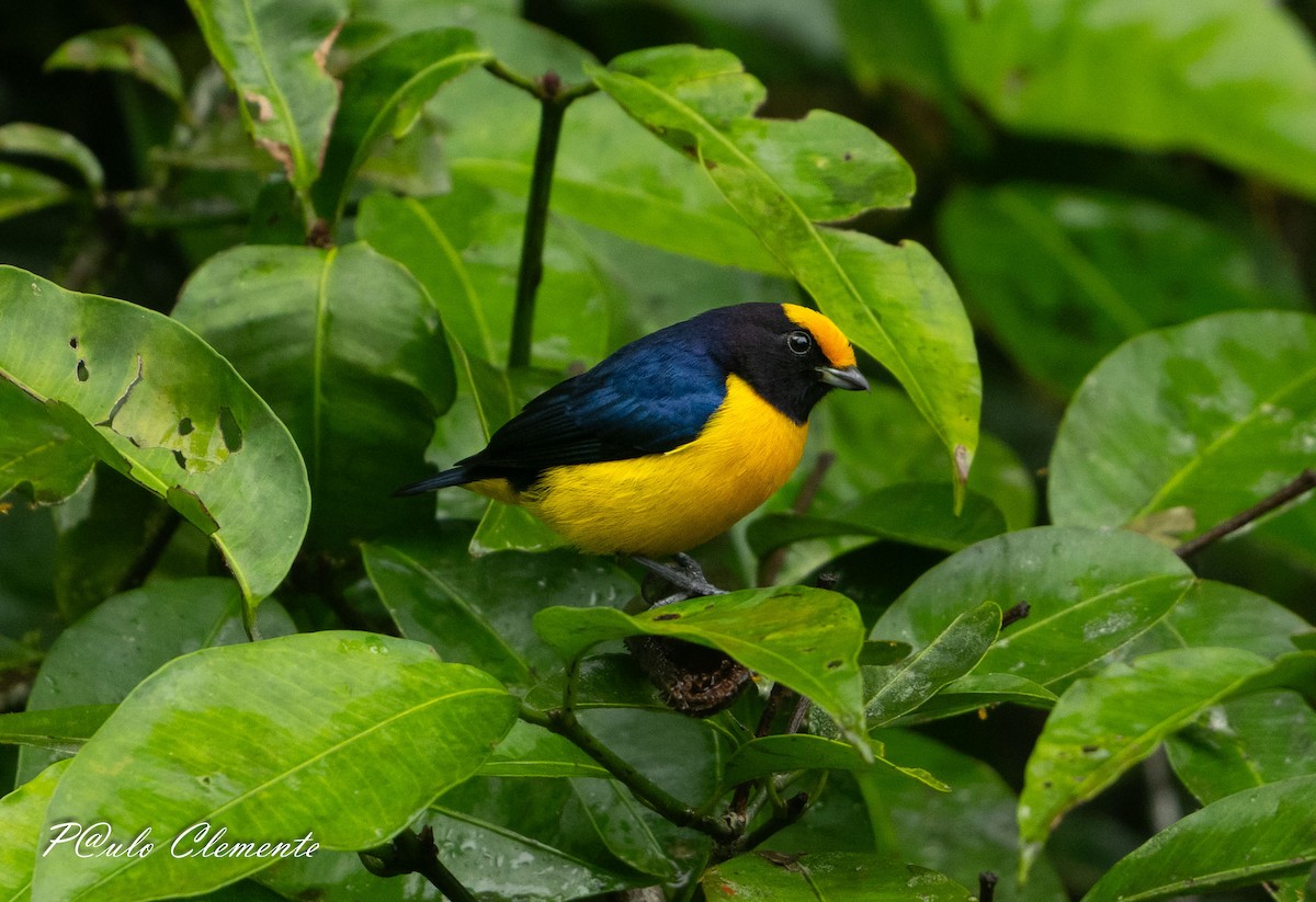 Orange-bellied Euphonia - ML638912766