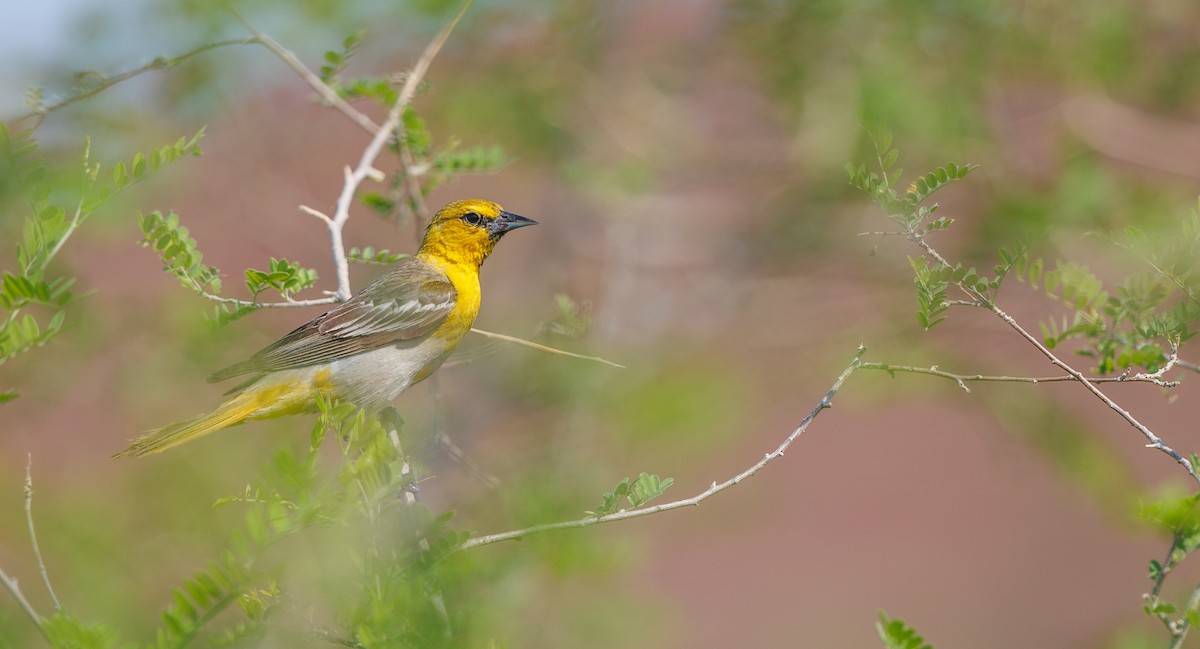 Bullock's Oriole - ML638912768