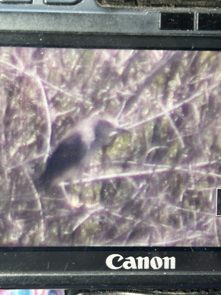 Black-crowned Night Heron - ML638912770