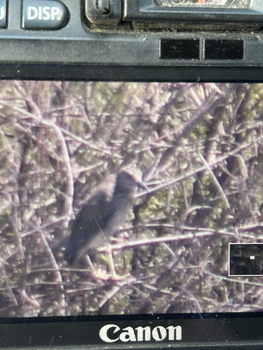 Black-crowned Night Heron - ML638912771