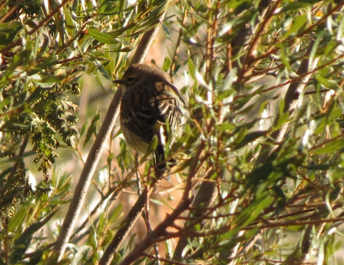 Yellow-rumped Warbler - ML638912773