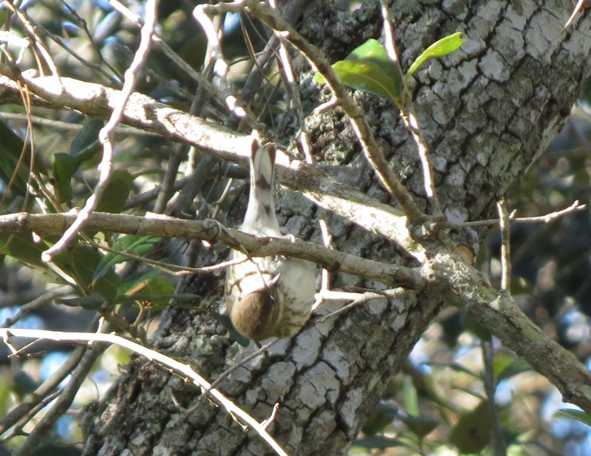 Yellow-rumped Warbler - ML638912774