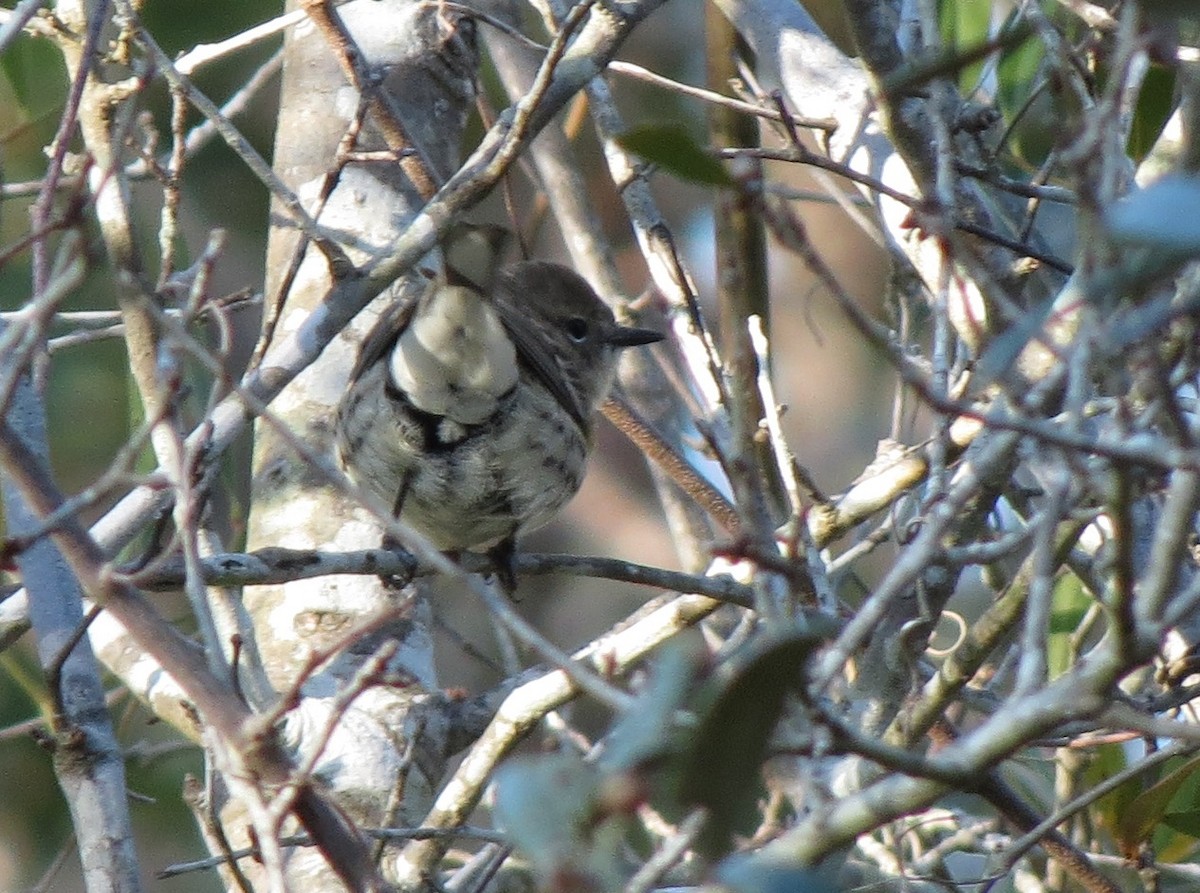 Yellow-rumped Warbler - ML638912775