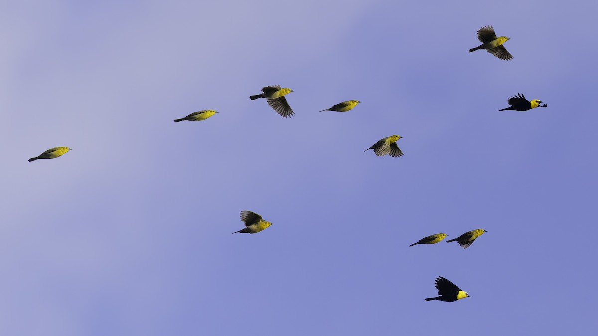 Yellow-hooded Blackbird - ML638912777