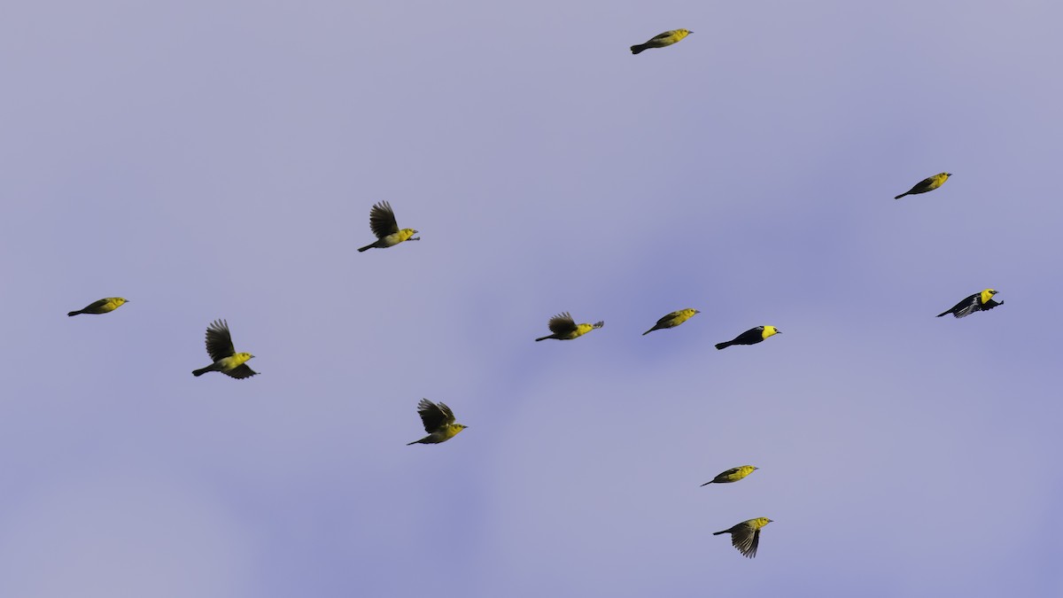Yellow-hooded Blackbird - ML638912778