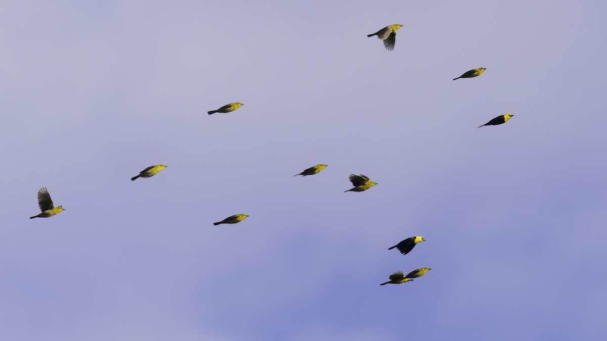 Yellow-hooded Blackbird - ML638912779