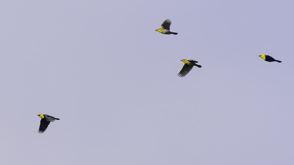 Yellow-hooded Blackbird - ML638912780