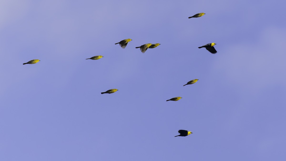 Yellow-hooded Blackbird - ML638912783