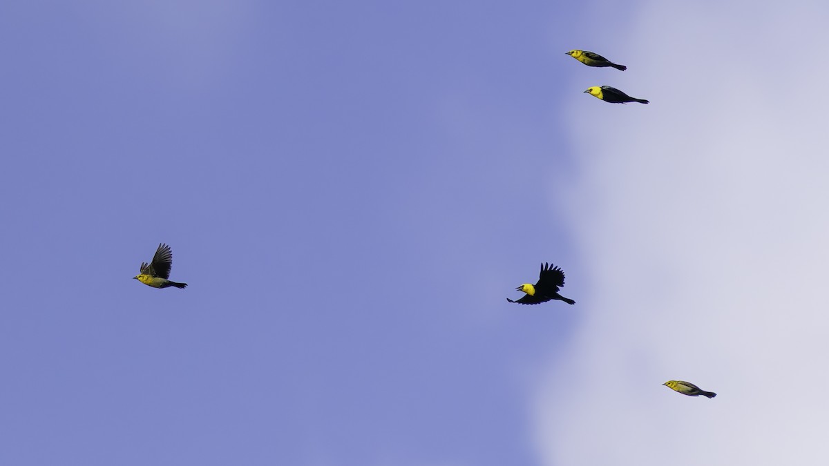 Yellow-hooded Blackbird - ML638912784
