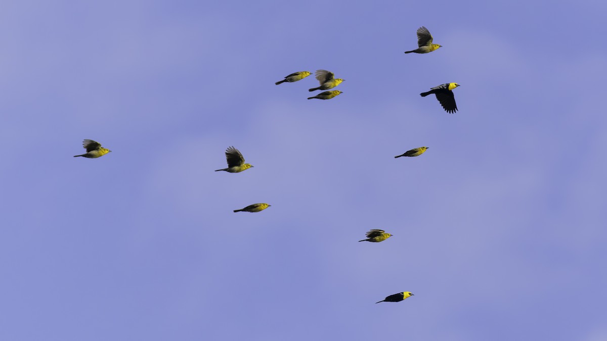 Yellow-hooded Blackbird - ML638912785