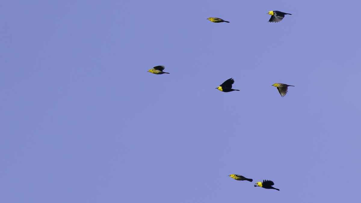 Yellow-hooded Blackbird - ML638912786