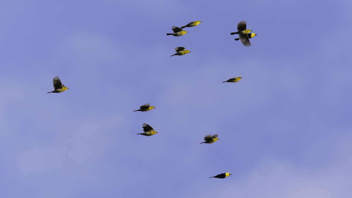 Yellow-hooded Blackbird - ML638912787