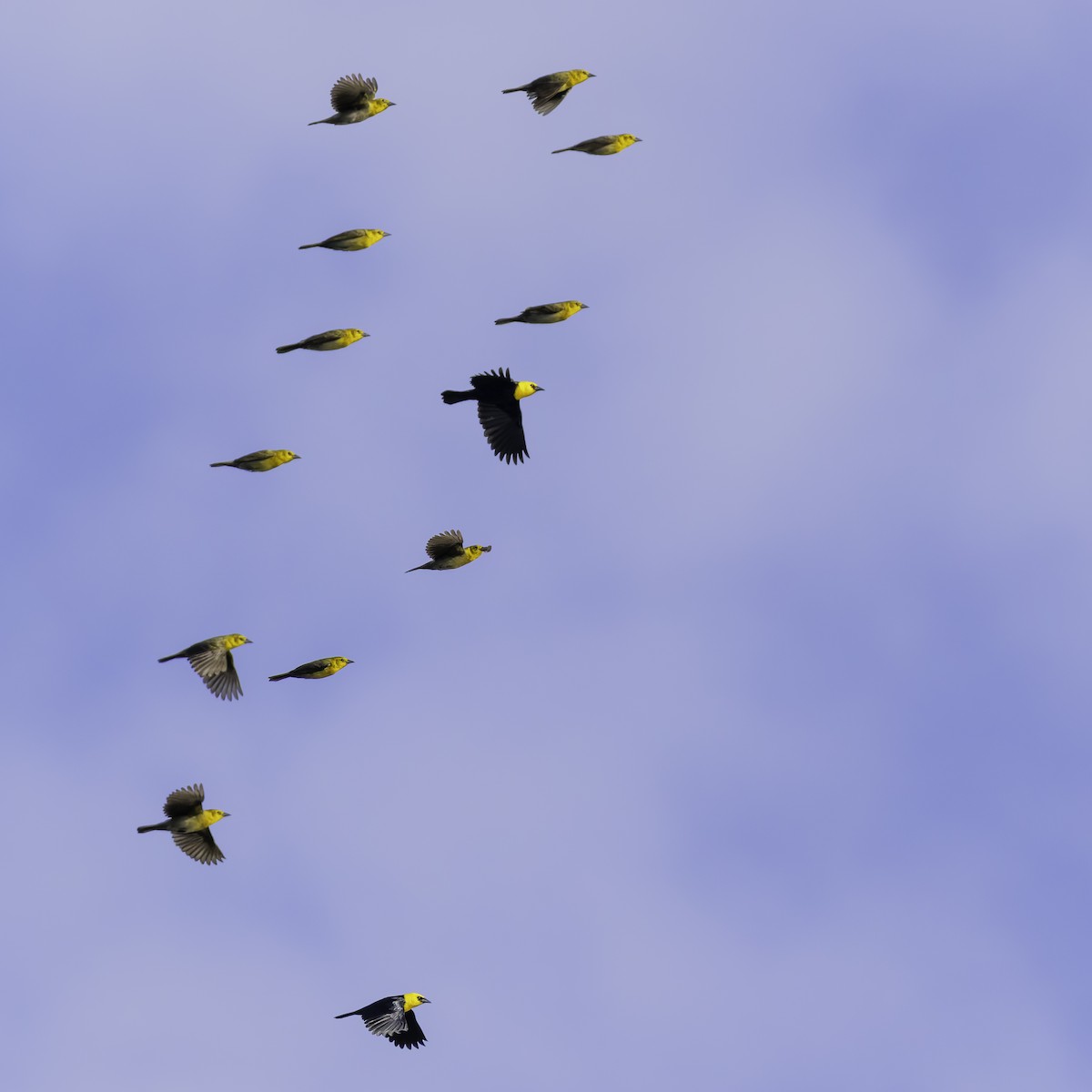 Yellow-hooded Blackbird - ML638912788