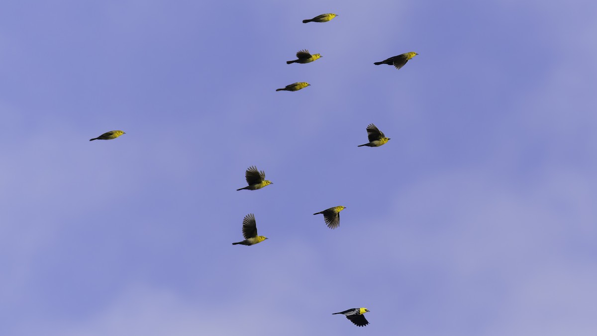 Yellow-hooded Blackbird - ML638912789
