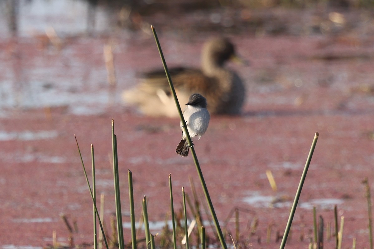 Sooty Tyrannulet - ML638912803