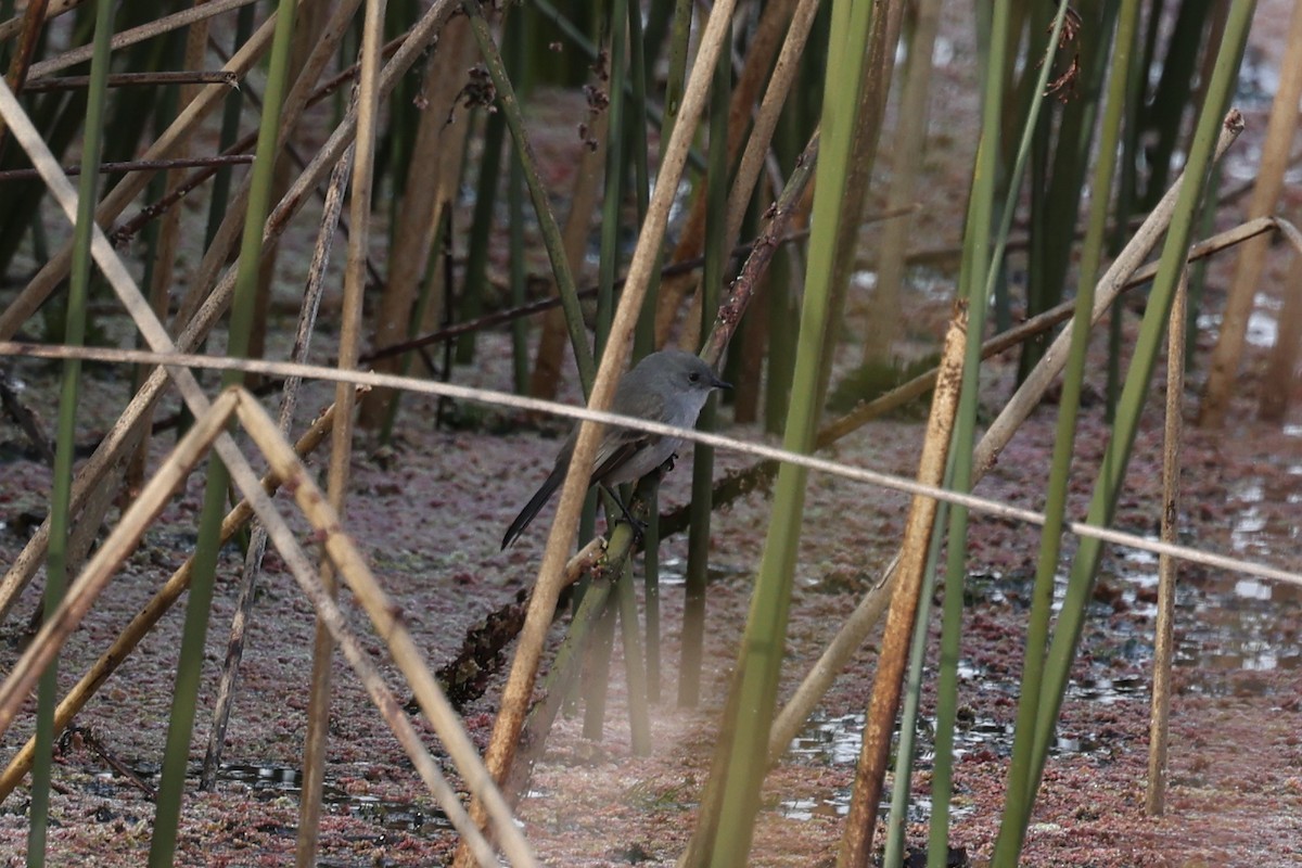 Sooty Tyrannulet - ML638912804