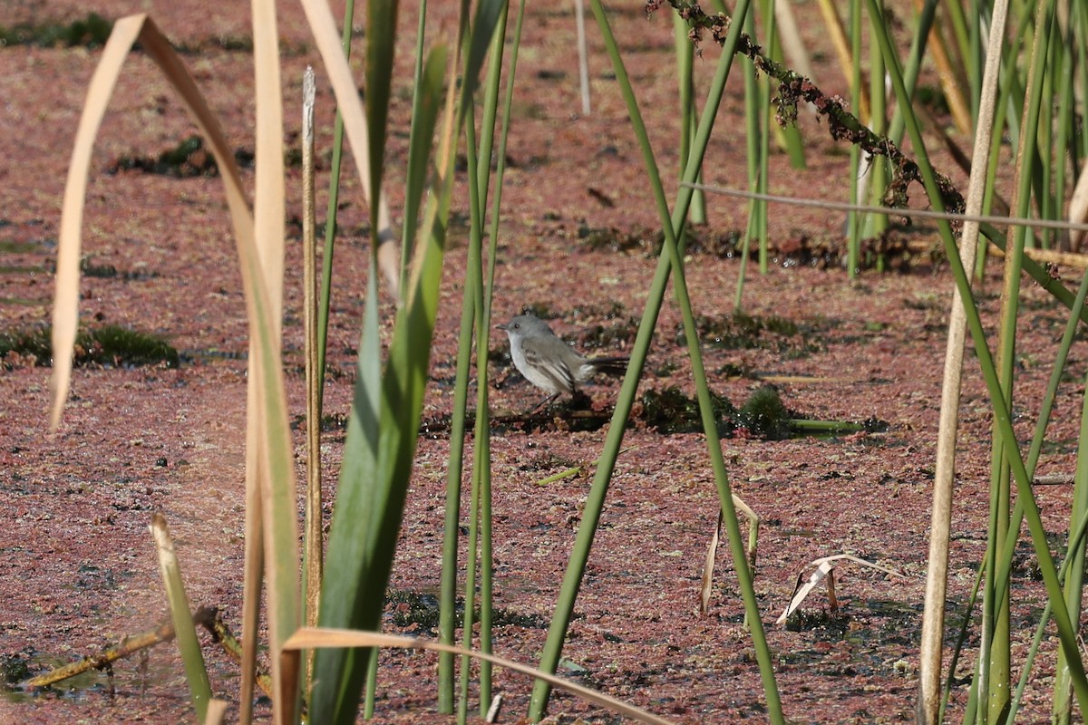 Sooty Tyrannulet - ML638912805