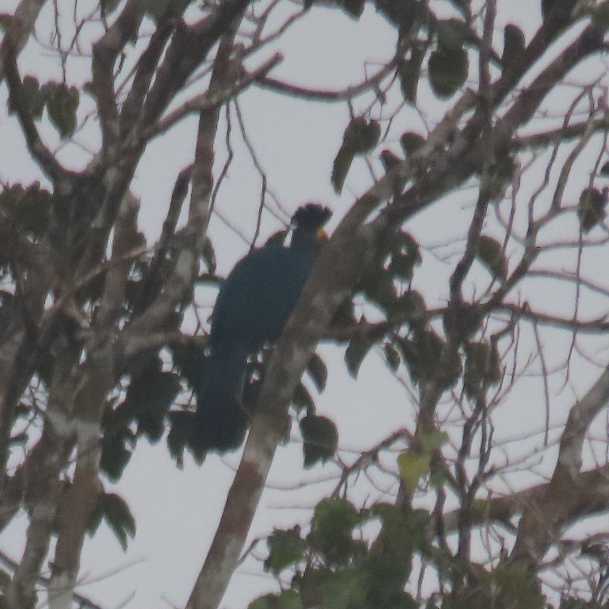 Great Blue Turaco - ML638912808