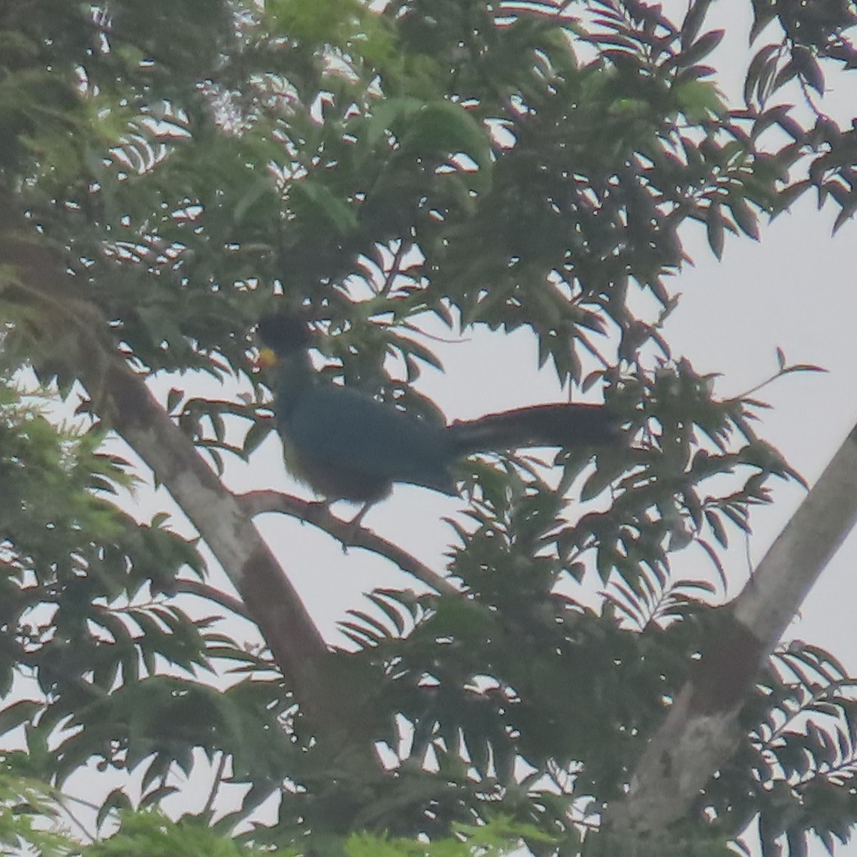 Great Blue Turaco - ML638912809