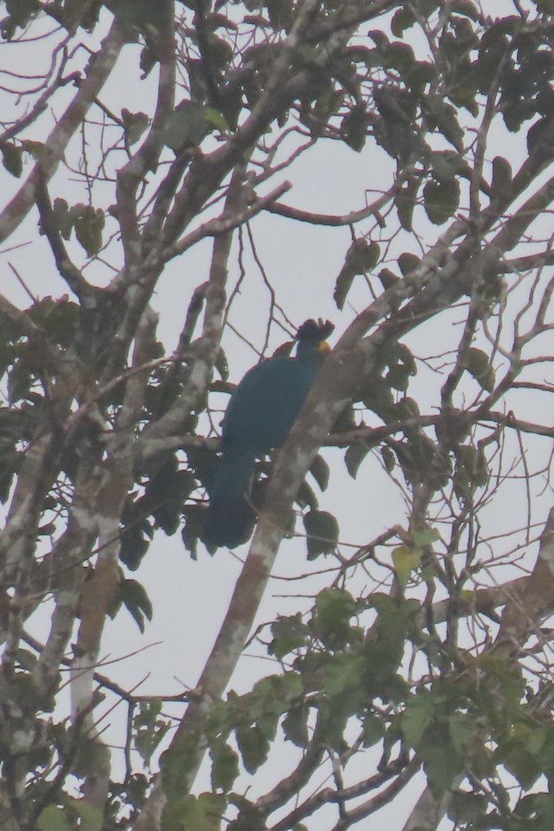 Great Blue Turaco - ML638912810