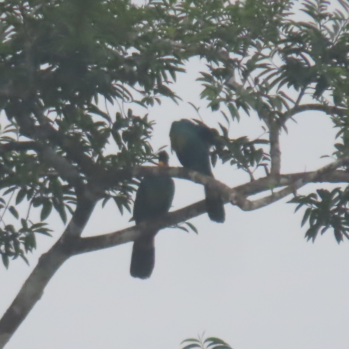 Great Blue Turaco - ML638912811