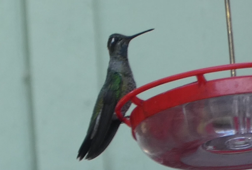 Rivoli's Hummingbird - ML638912813