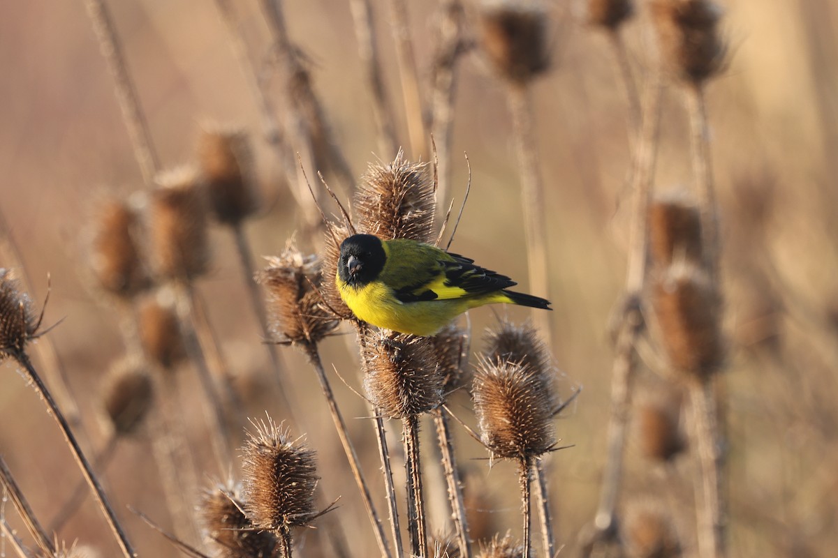 Hooded Siskin - ML638912848