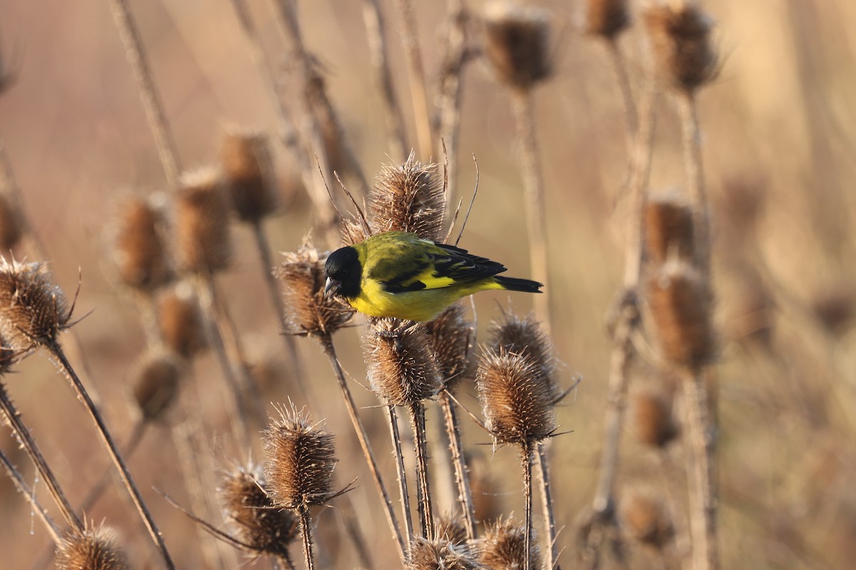 Hooded Siskin - ML638912850